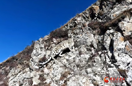 云端镜头定格“雪域精灵” 马牙雪山首获雪豹珍贵航拍画面