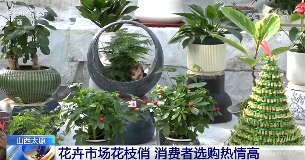 “花”样迎新拉满节日氛围感 年宵花市场供销两旺绽放“美丽经济”