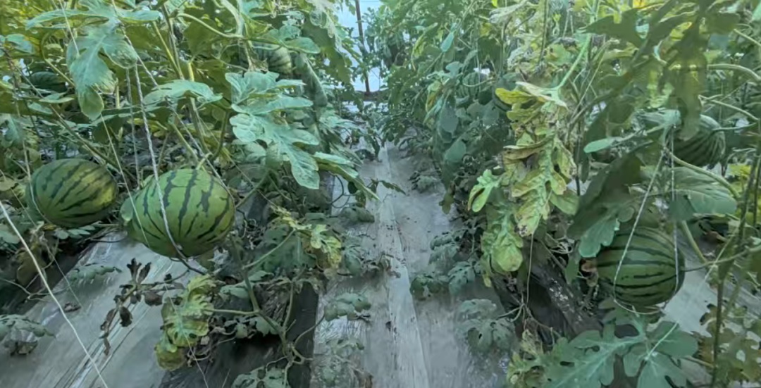 冬日结出热带果，河西走廊戈壁滩上的“魔法”从何来？