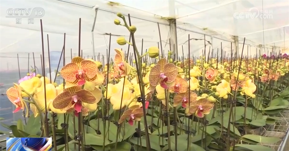 “花”样迎新拉满节日氛围感 年宵花市场供销两旺绽放“美丽经济”