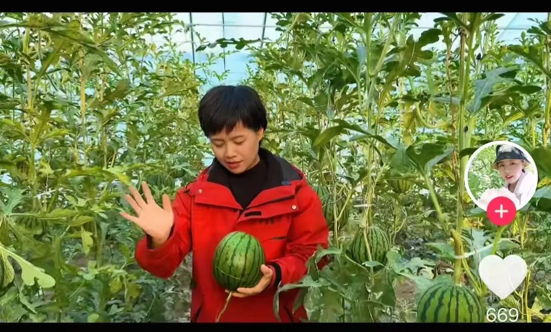 冬日结出热带果，河西走廊戈壁滩上的“魔法”从何来？