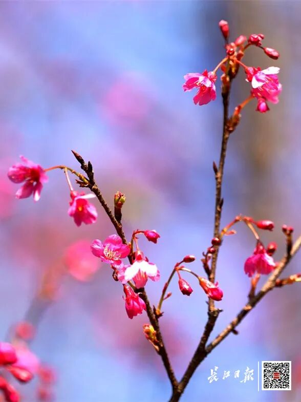 直冲20℃！武汉多地提前出现，“从未见过这么早”