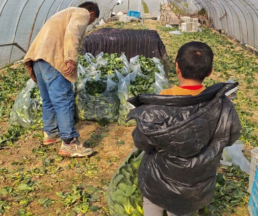 60岁菜农大伯因儿子离世，家里数万斤蔬菜滞销！半个月过去，爱心接力还在浙江持续……