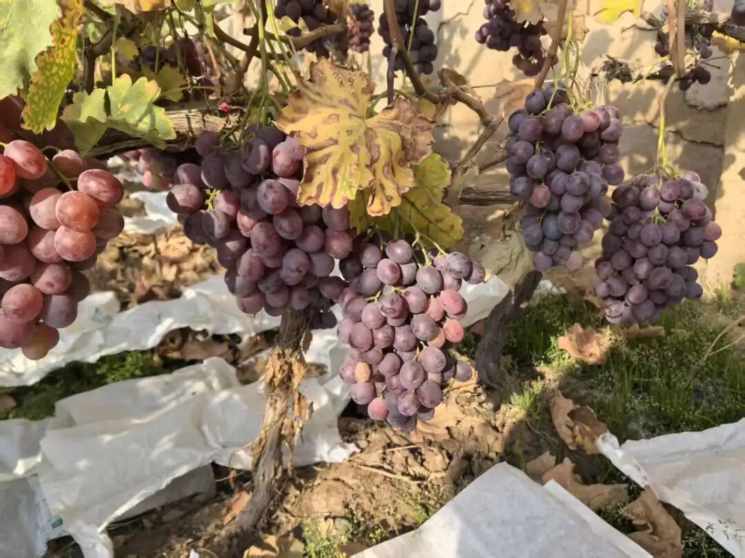 冬日结出热带果，河西走廊戈壁滩上的“魔法”从何来？