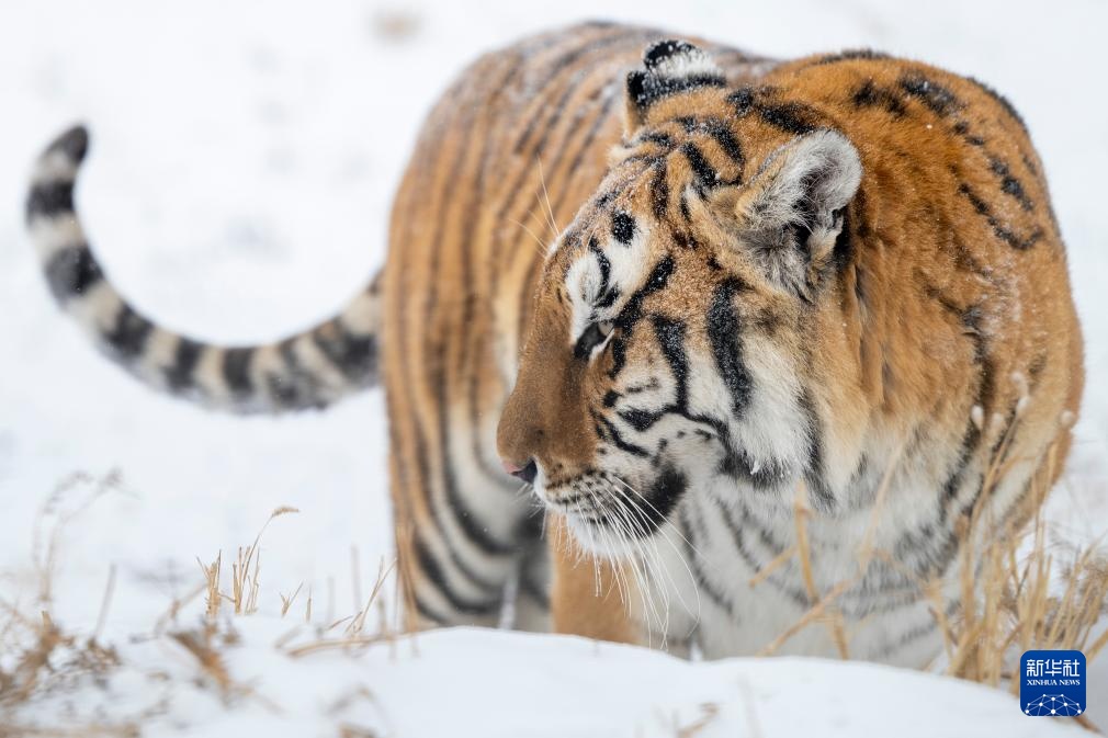 雪后探访东北虎