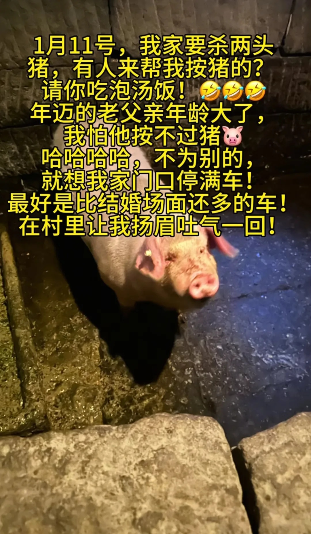 女子不会杀猪网上求助，上千人驱车来帮忙，10万人在线围观