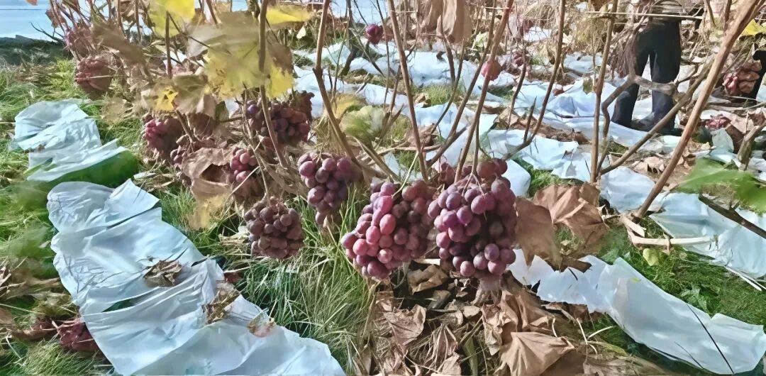 冬日结出热带果，河西走廊戈壁滩上的“魔法”从何来？