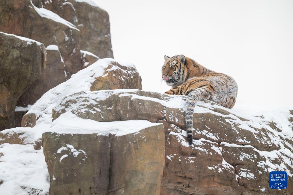 雪后探访东北虎