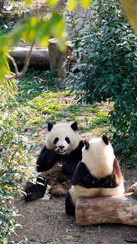 走！去熊猫基地晒太阳，打卡花香！