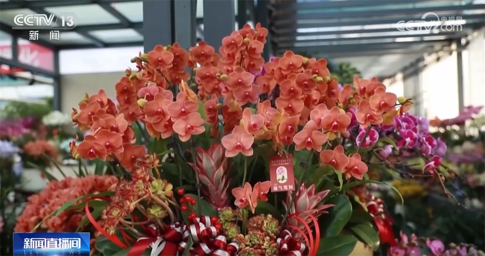 “花”样迎新拉满节日氛围感 年宵花市场供销两旺绽放“美丽经济”