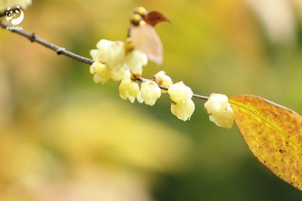走！去熊猫基地晒太阳，打卡花香！