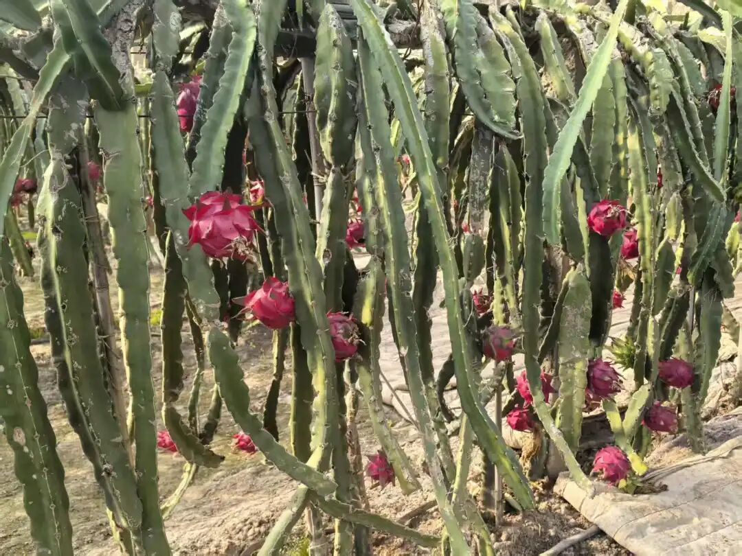 冬日结出热带果，河西走廊戈壁滩上的“魔法”从何来？