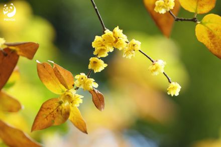 走！去熊猫基地晒太阳，打卡花香！