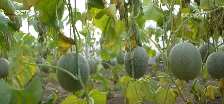 特色集市、年宵花海……年味渐浓！用N种方式打开火热节前市场