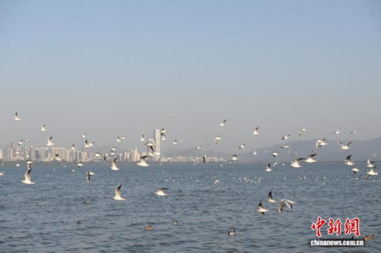 广东深圳:深圳湾公园迎候鸟季 广东深圳:深圳湾公园迎候鸟季