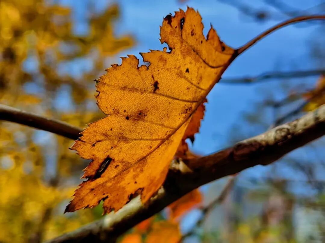 反转！本周前期“火箭式”升温，郑州四九冷飕飕开局