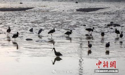 “鸟中大熊猫”黑鹳“作客”山西柳林