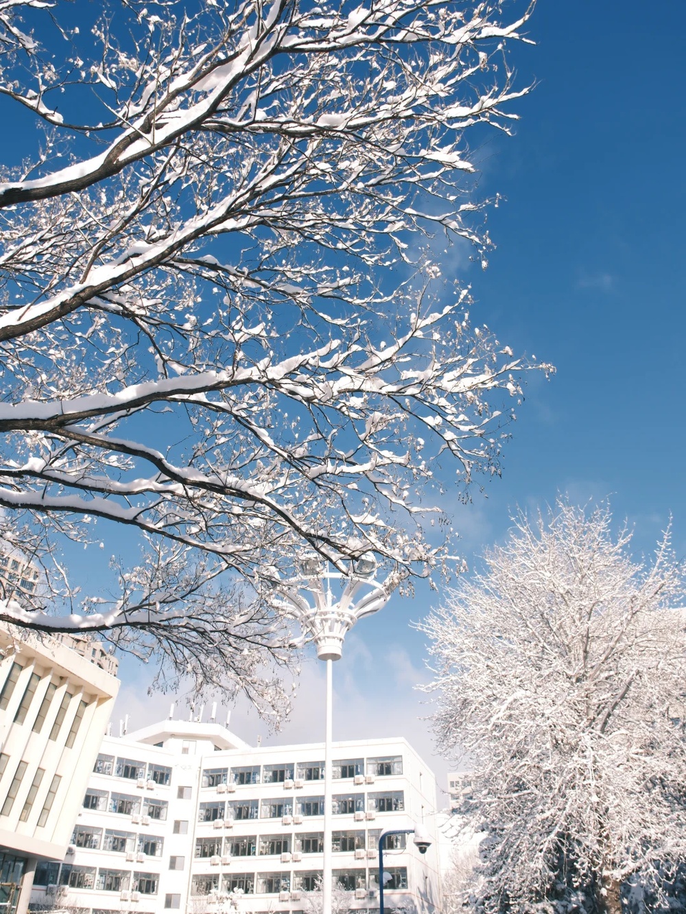 积雪深度超20厘米！威海暴雪为何这么厉害？