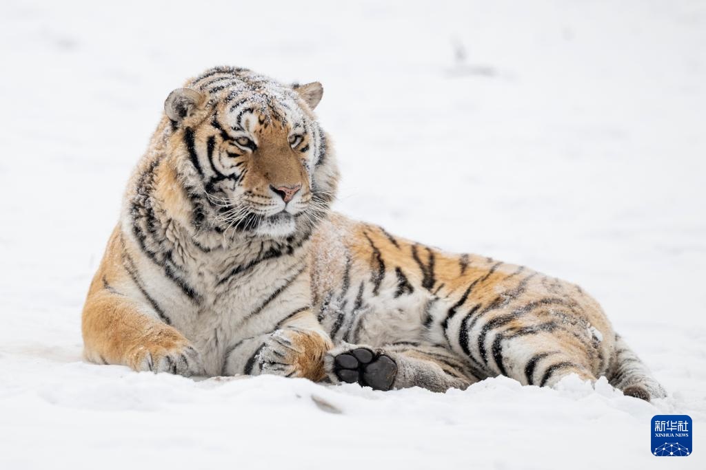 雪后探访东北虎