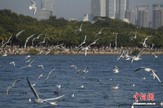 广东深圳:深圳湾公园迎候鸟季 广东深圳:深圳湾公园迎候鸟季