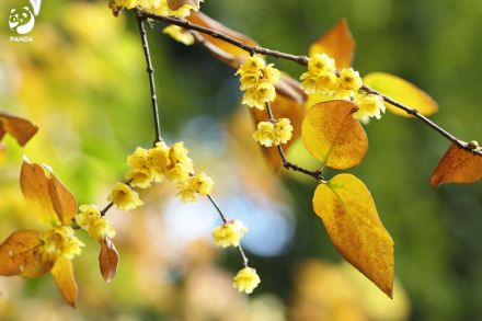 走！去熊猫基地晒太阳，打卡花香！