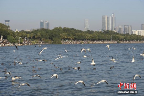 广东深圳:深圳湾公园迎候鸟季 广东深圳:深圳湾公园迎候鸟季