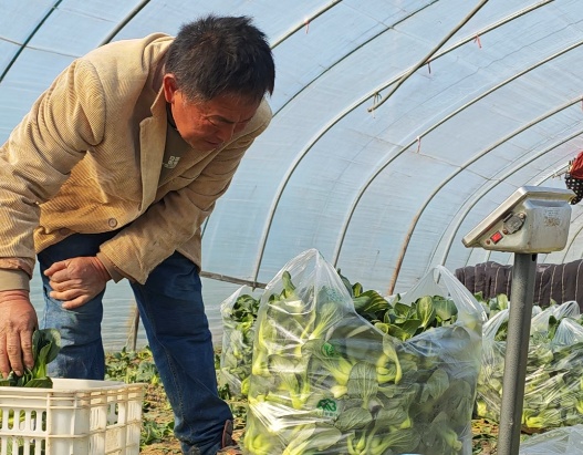 60岁菜农大伯因儿子离世，家里数万斤蔬菜滞销！半个月过去，爱心接力还在浙江持续……