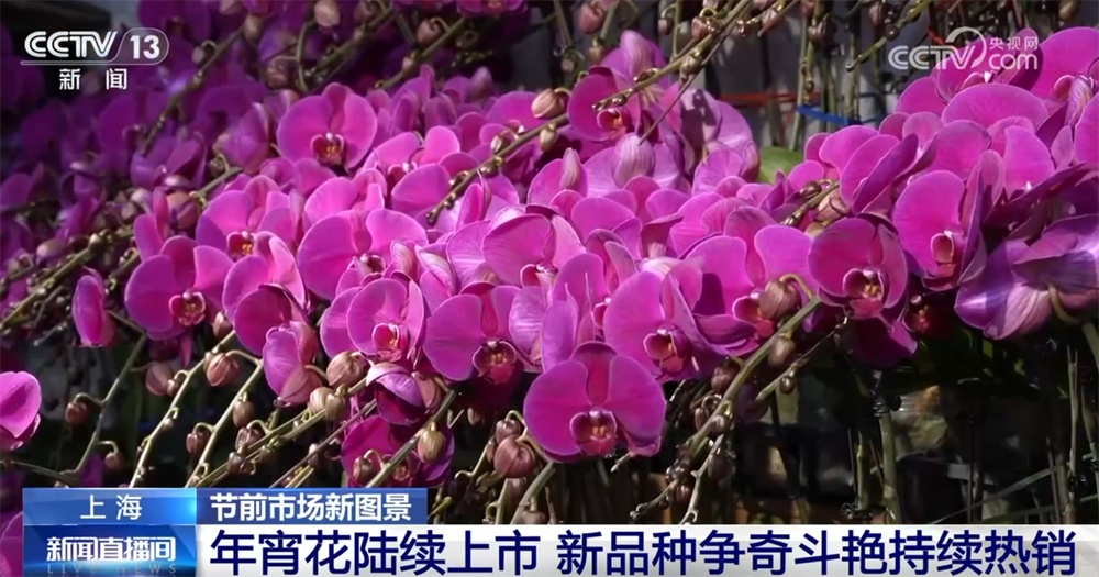 年宵花“上新”争奇斗艳持续热销 传统技艺趣味焕新“点亮”节前市场新图景