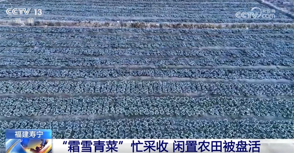 “霜雪青菜”迎来采收和销售高峰 特色产业“蔬”写乡村振兴新途景
