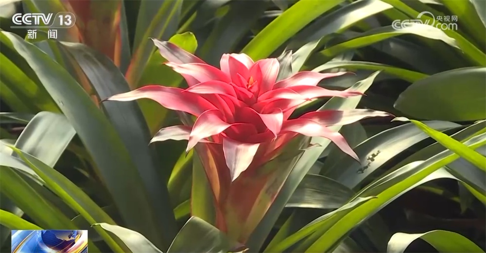 “花”样迎新拉满节日氛围感 年宵花市场供销两旺绽放“美丽经济”