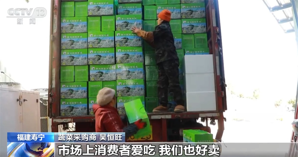 “霜雪青菜”迎来采收和销售高峰 特色产业“蔬”写乡村振兴新途景