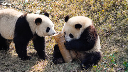 走！去熊猫基地晒太阳，打卡花香！