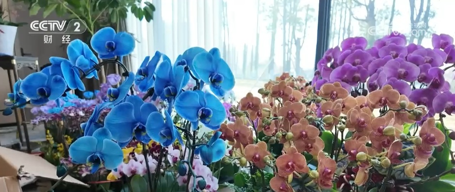 特色集市、年宵花海……年味渐浓！用N种方式打开火热节前市场