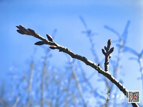 直冲20℃！武汉多地提前出现，“从未见过这么早”