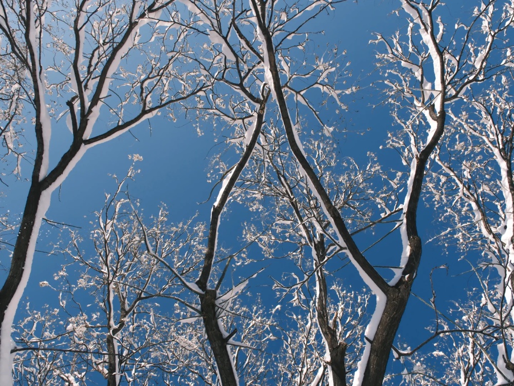 积雪深度超20厘米！威海暴雪为何这么厉害？