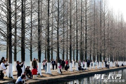 长沙这条水杉街，游人扎堆氛围感拉满