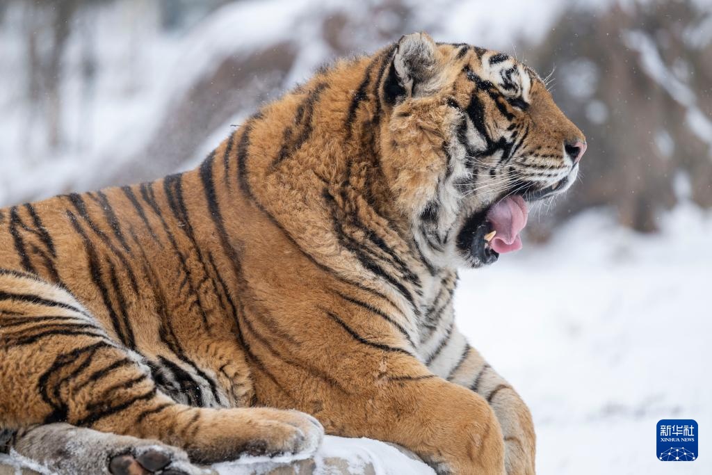 雪后探访东北虎