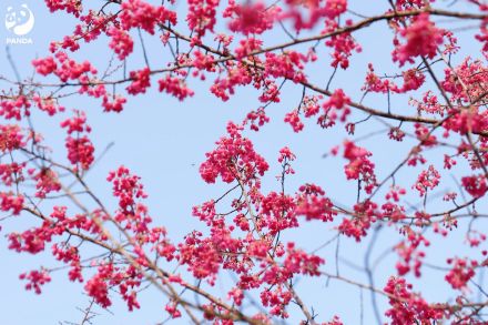 走！去熊猫基地晒太阳，打卡花香！