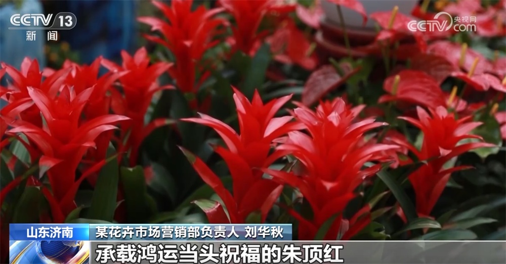 “花”样迎新拉满节日氛围感 年宵花市场供销两旺绽放“美丽经济”