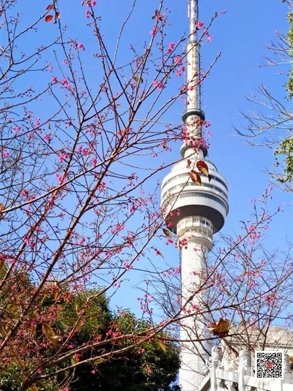 直冲20℃！武汉多地提前出现，“从未见过这么早”