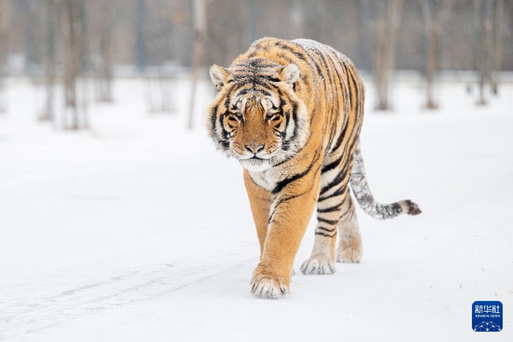 雪后探访东北虎