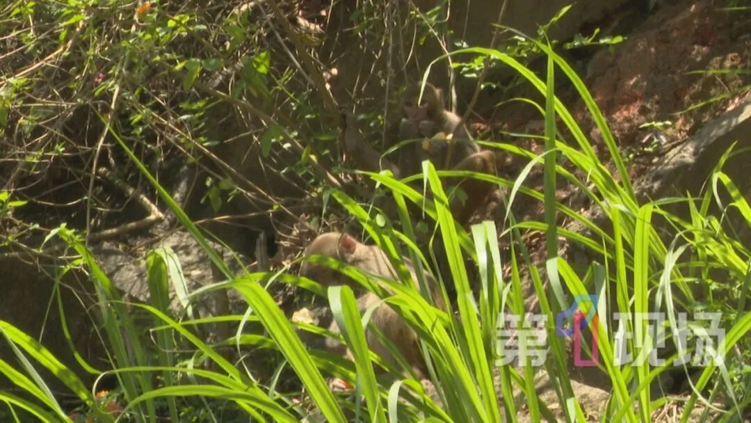 一野猴大闹福田居民区，已“验明正身”：系猴群二当家“贝吉塔”，性格最暴躁