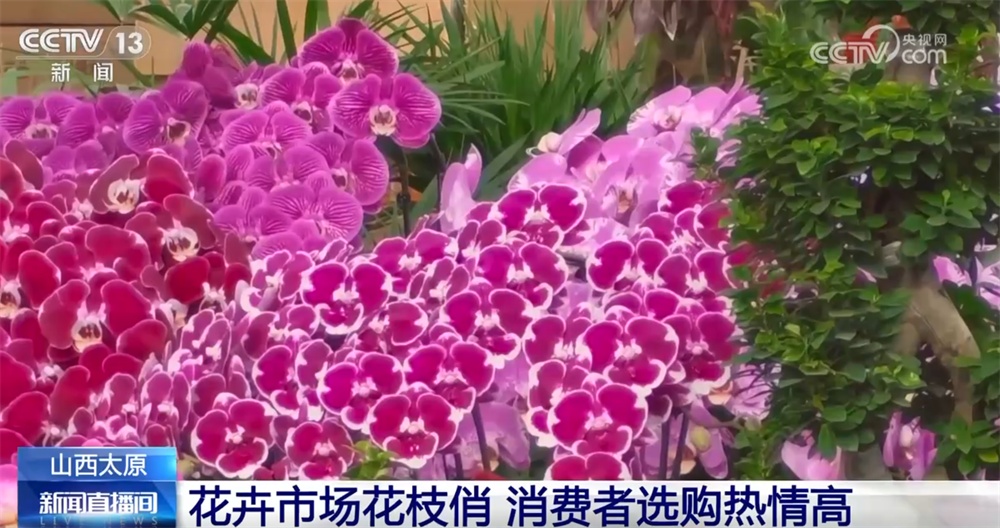 “花”样迎新拉满节日氛围感 年宵花市场供销两旺绽放“美丽经济”