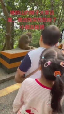 一野猴大闹福田居民区，已“验明正身”：系猴群二当家“贝吉塔”，性格最暴躁