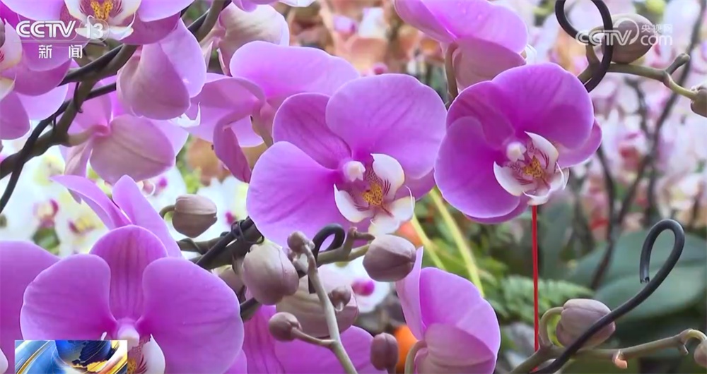 “花”样迎新拉满节日氛围感 年宵花市场供销两旺绽放“美丽经济”