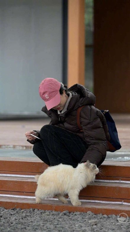 一座引来全网“撸猫”的江畔猫岛 映照出重庆的温暖底色