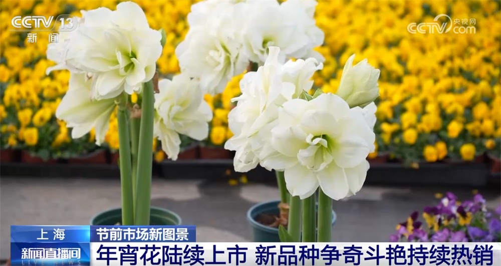 年宵花“上新”争奇斗艳持续热销 传统技艺趣味焕新“点亮”节前市场新图景