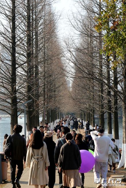 长沙这条水杉街，游人扎堆氛围感拉满