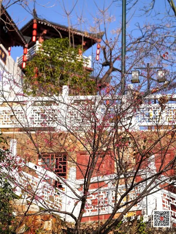 直冲20℃！武汉多地提前出现，“从未见过这么早”