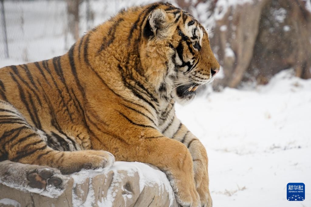 雪后探访东北虎